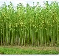 Jute Cultivation Programme