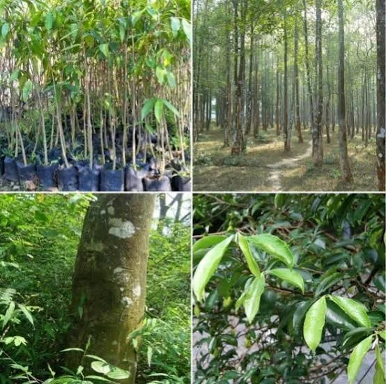 Agar Wood Cultivation Programme