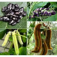Velvet Cultivation Programme