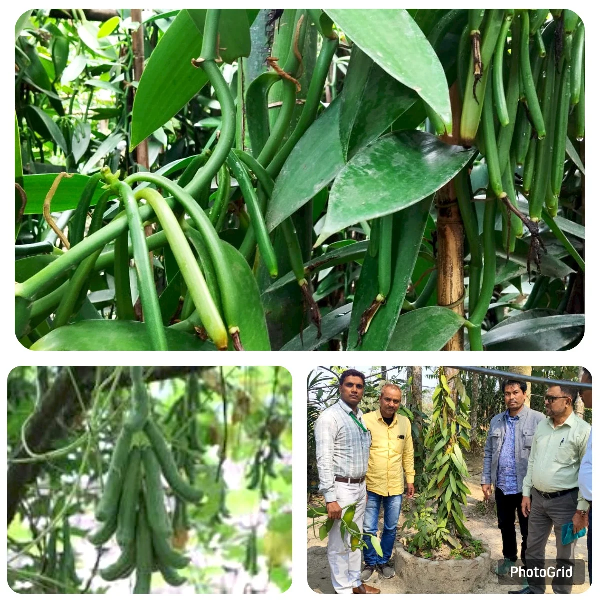 Vanilla Cultivation Programme